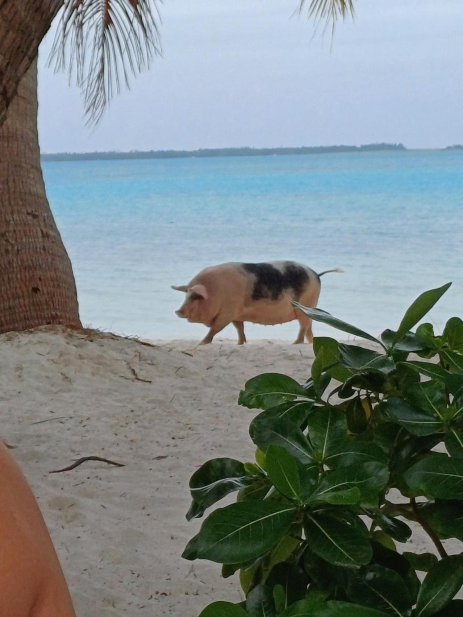 Poemanahere Island Camping A Maupiti Te-Fare-Arii Екстер'єр фото